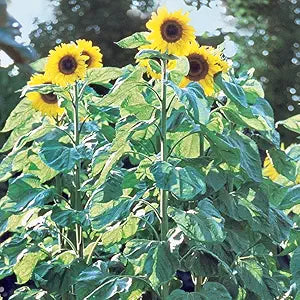 american giant flower seeds