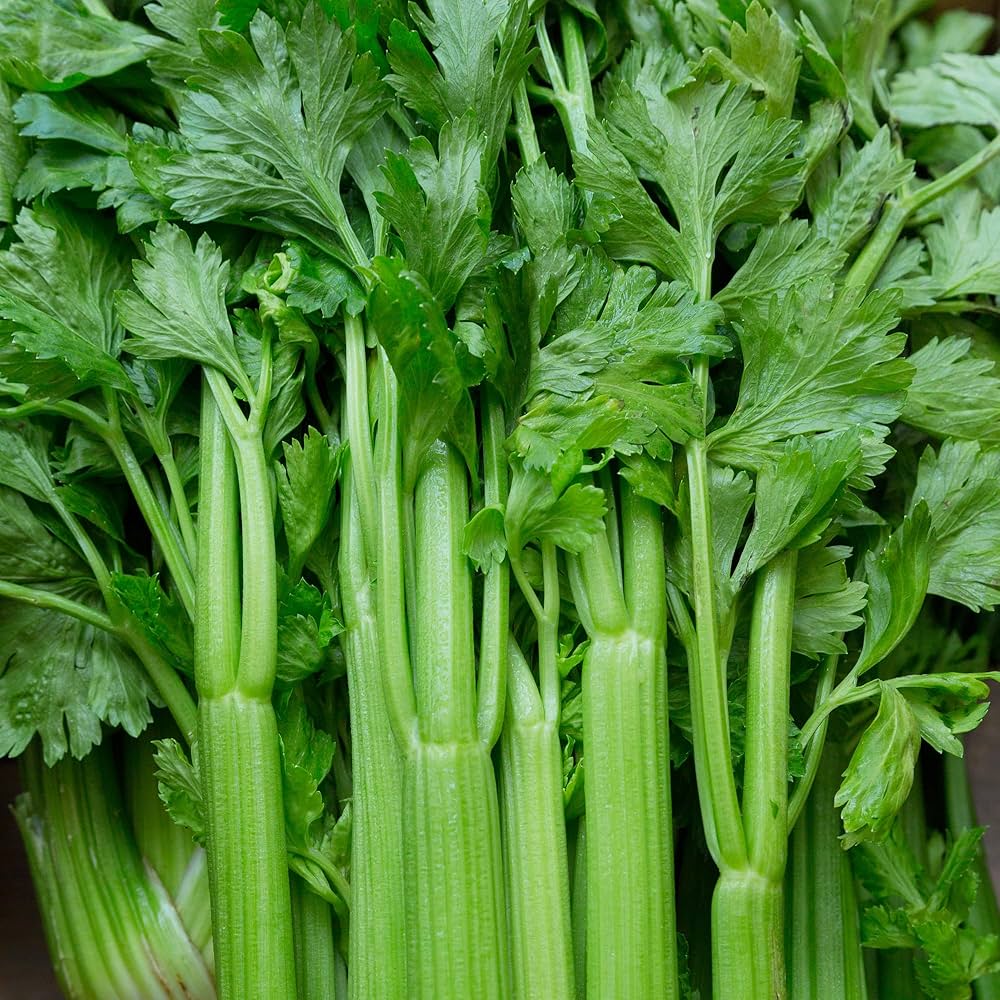 Green Apium Graveolens Celery Seeds for Planting – Heirloom Non-GMO Organic Garden Seeds, High Germination Seeds for Planting