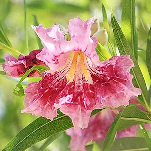 desert willow flower seeds