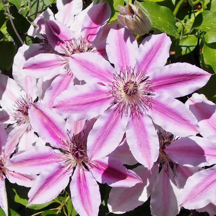 Semillas de Flores Nelly Moser Rosadas – Herencia, No-OGM, Alta Germinación Semillas Orgánicas para Jardín