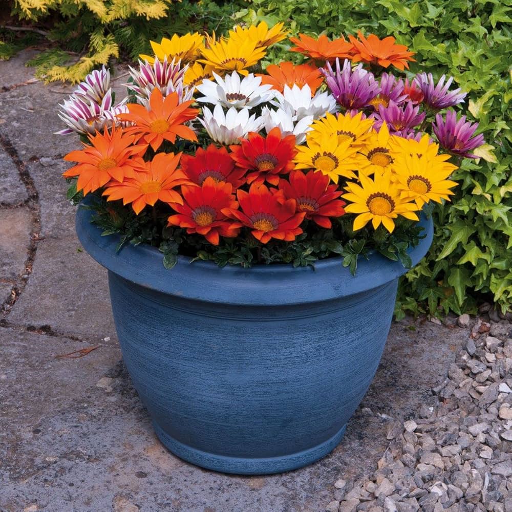 gazania mini flower seeds