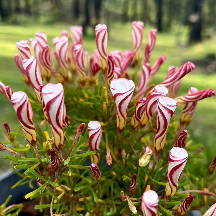 Semillas de Flores de Oxalis Rojo y Blanco para Plantar – Semillas de Jardín Orgánicas, No Transgénicas, de Alta Germinación, Variedad Antigua