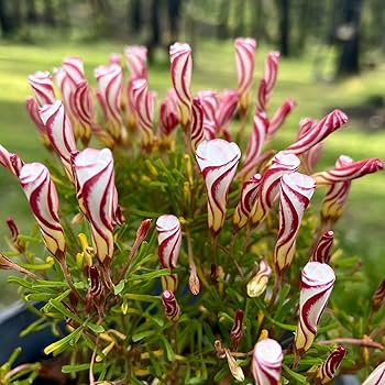 Maroon Oxalis Versicolor Flower Seeds – Heirloom, Non-GMO, High Germination Seeds