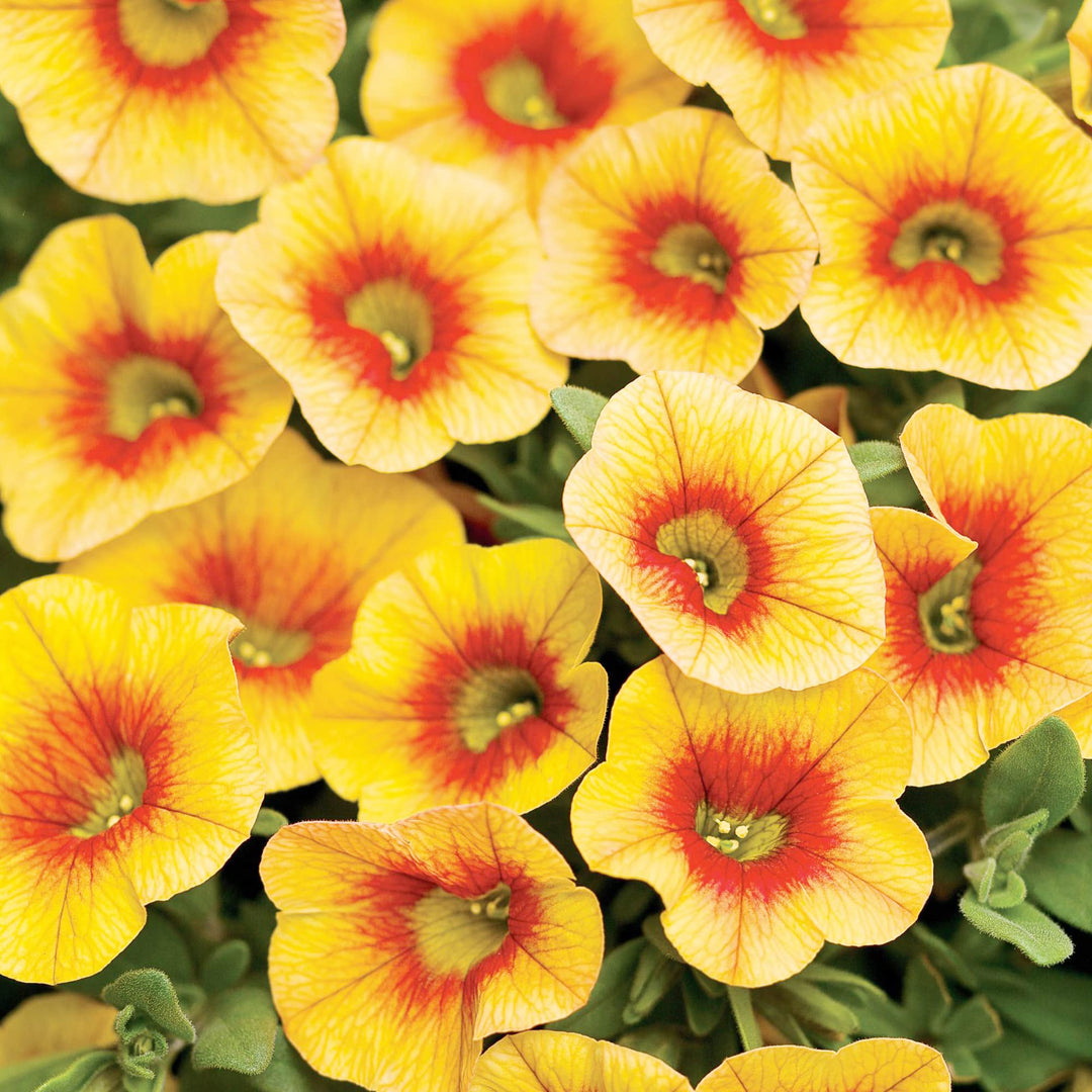 apricot punch flower seeds