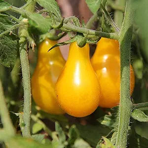 yellow tomato flower seeds