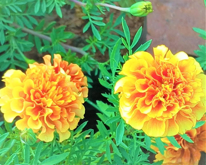 Yellow Orange Marigold Flower Seeds – Heirloom, Non-GMO, High Germination Seeds