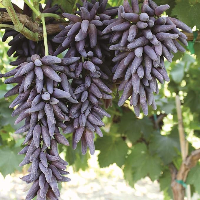 finger grape flower seeds