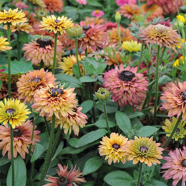 Mixed Rudbeckia Flower Seeds – Heirloom, Non-GMO, High Germination Seeds