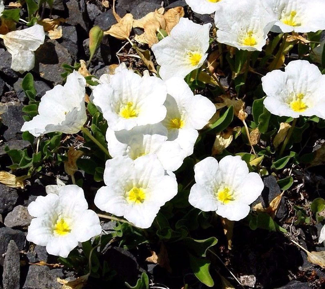 white cupflower flower seeds