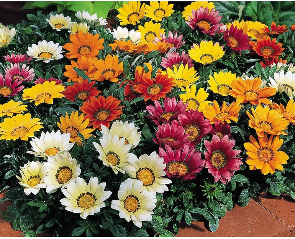 gazania sunshine flower seeds