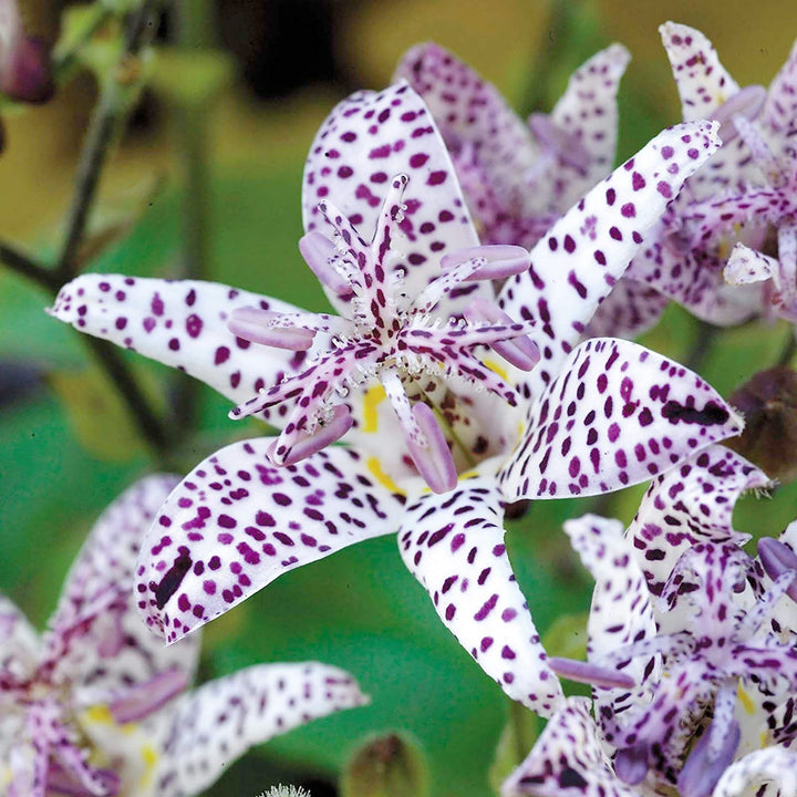 Tricyrtis Flower Seeds Purple White – Heirloom, Non-GMO, High Germination Seeds