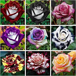 very light flower seeds