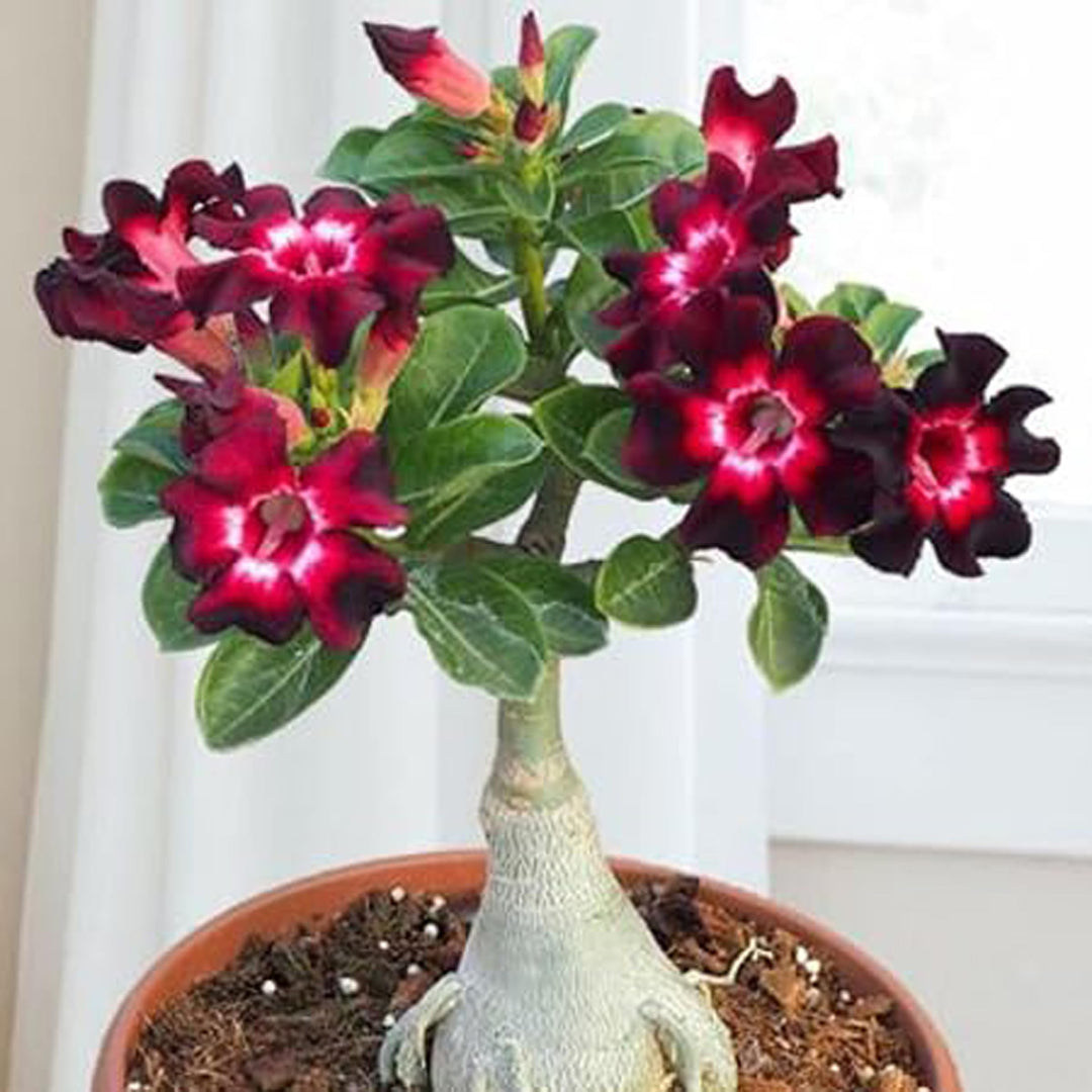 adenium desert flower seeds