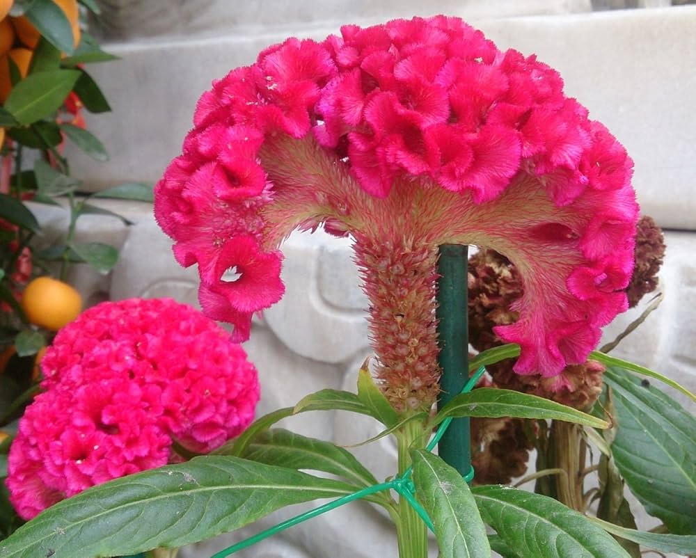 cockscomb for flower seeds