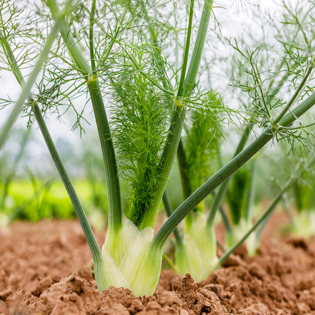 fennel foeniculum flower seeds
