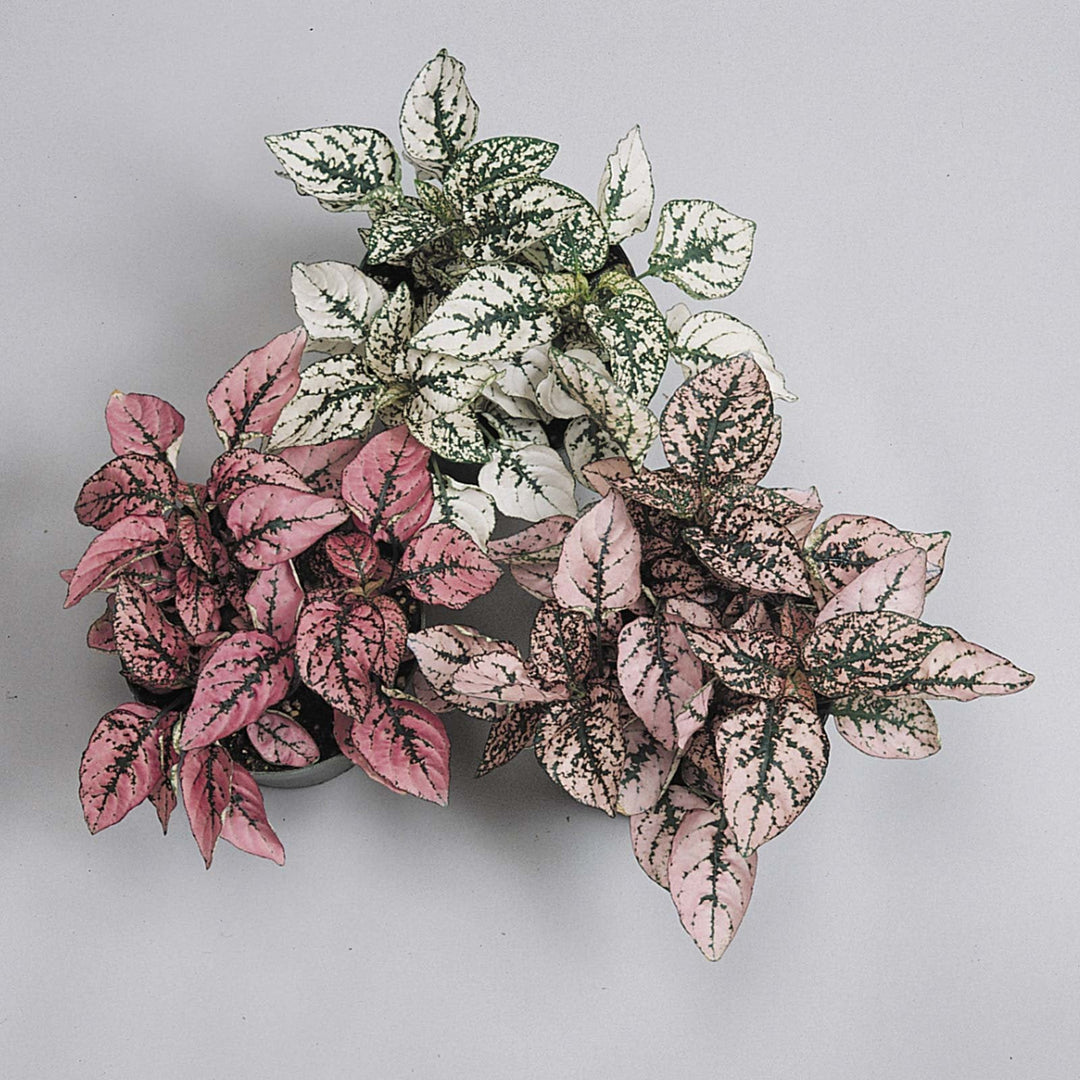 pink hypoestes flower seeds