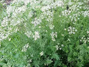 Cumin For herb seeds