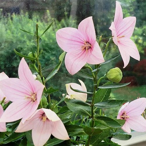 Semillas de flores de platycodon rosa pálido – Herencia, no transgénicas, semillas de jardín orgánicas de alta germinación para plantar