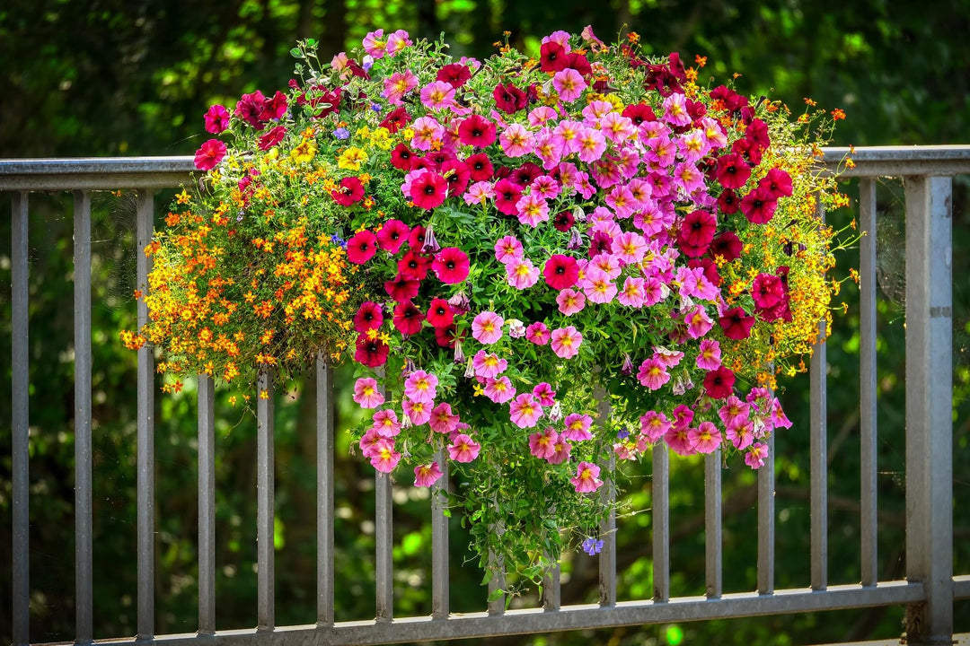 petunia petunia flower seeds