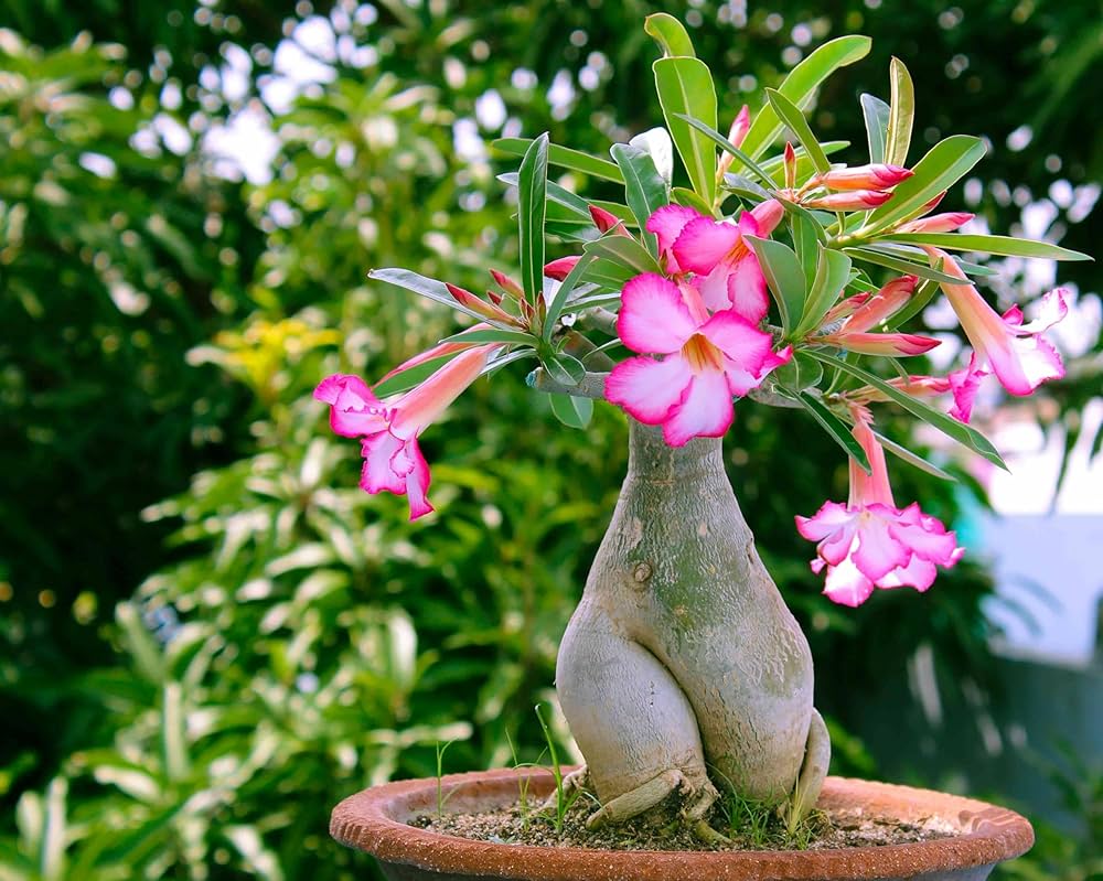 adenium obsum flower seeds