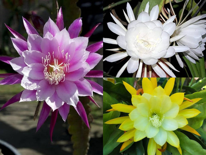 Mixed Epiphyllum Oxypetalum Flower Seeds – Heirloom, Non-GMO, High Germination