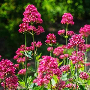 jupiter s flower seeds