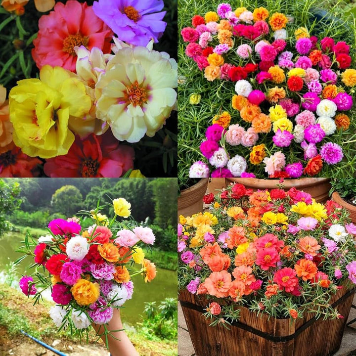 Gemischte Portulakröschen Blumensamen zum Pflanzen – Alte Sorte, gentechnikfrei, hohe Keimfähigkeit, Bio-Gartensamen