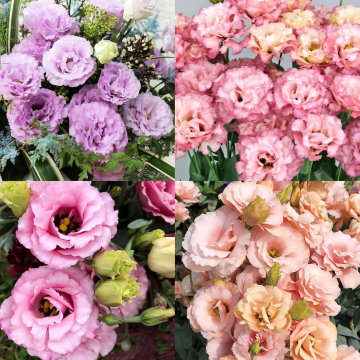 Eustoma Flower Seeds Perennial – Heirloom Non-GMO High Germination Organic Seeds