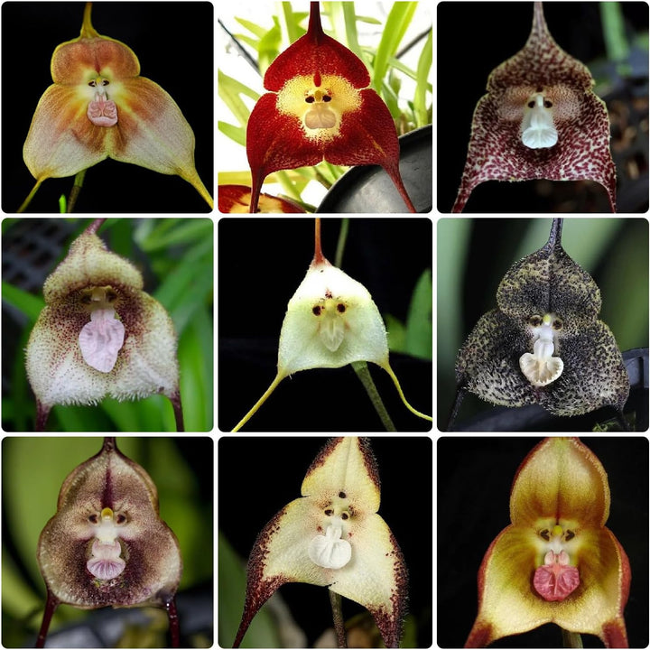 Affen-Orchideen-Blumensamen zum Pflanzen – Gemischte, samenfeste, gentechnikfreie Bio-Gartensamen mit hoher Keimrate