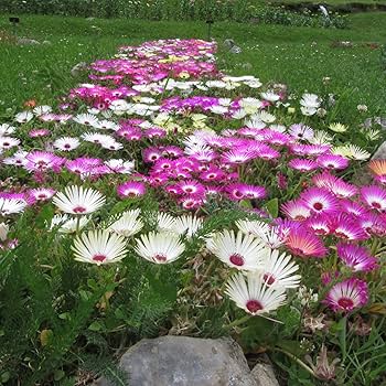 Mixed Mesembryanthemum Flower Seeds – Heirloom, Non-GMO, High Germination Seeds