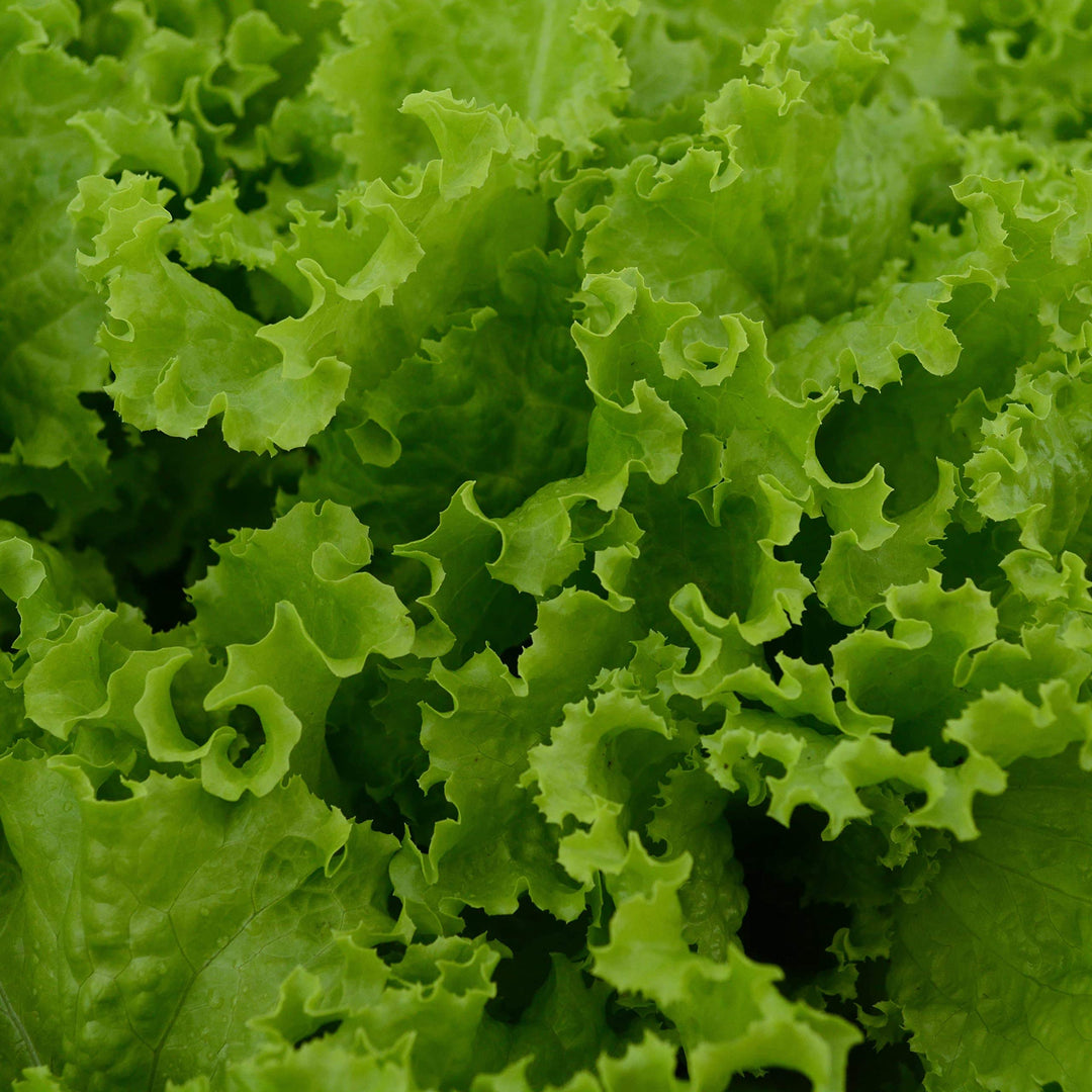 slobolt lettuce flower seeds
