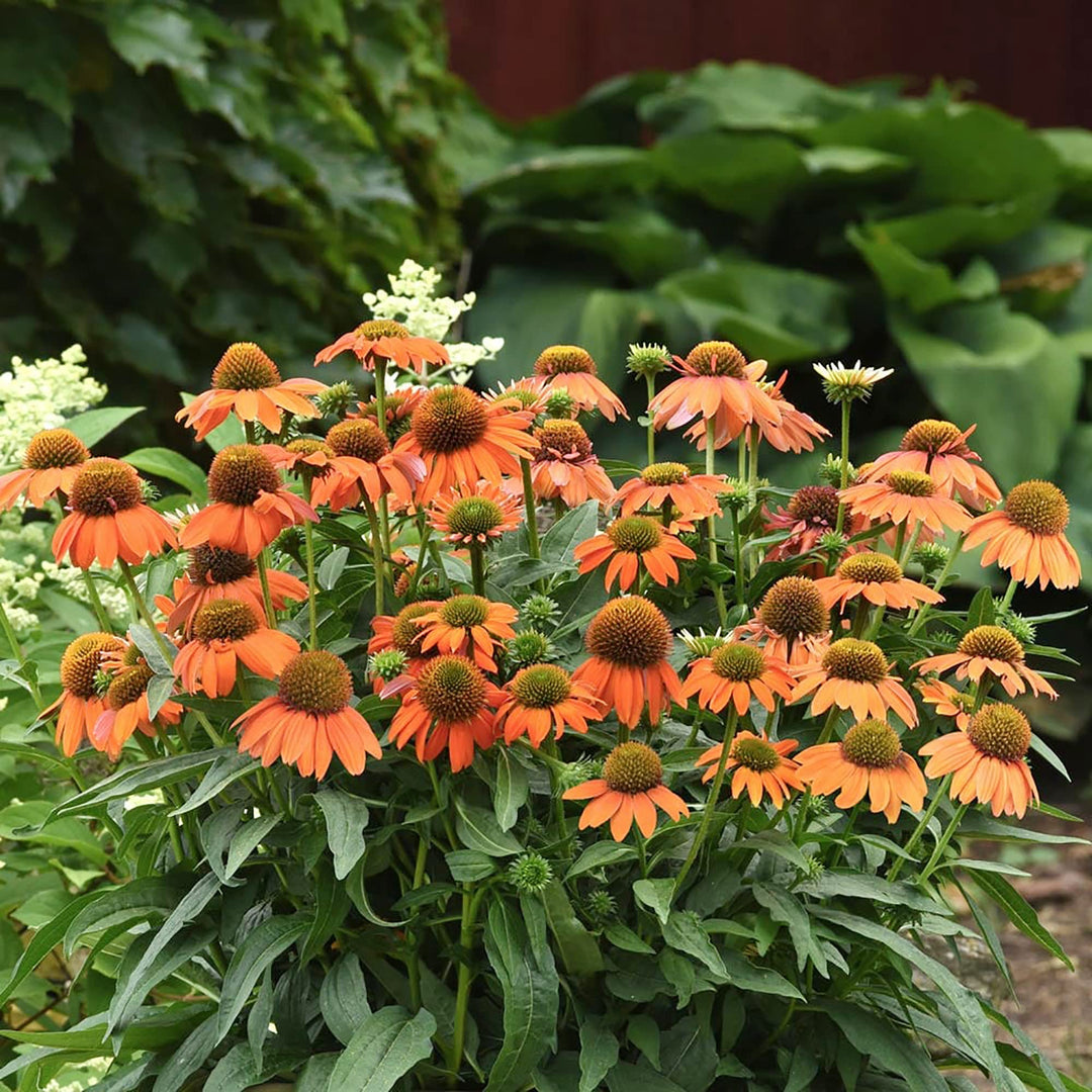 Orange Echinacea herb seeds