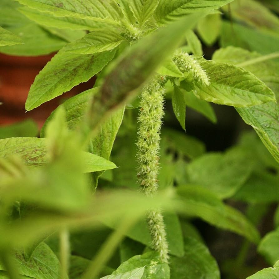 Violet Jamaican herb seeds
