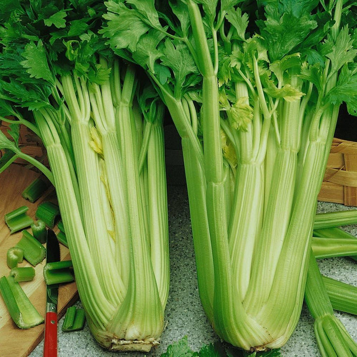 Celery (Apium graveolens) Seeds for Planting – Heirloom, Non-GMO, High Germination Organic Garden Seeds