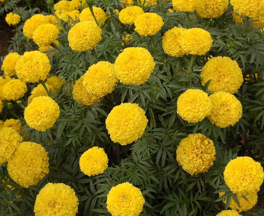 marigold tagetes flower seeds