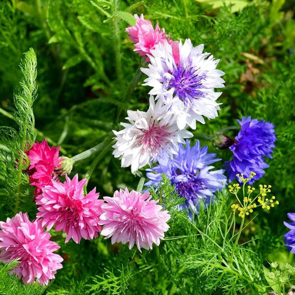 centaurea cyanus flower seeds