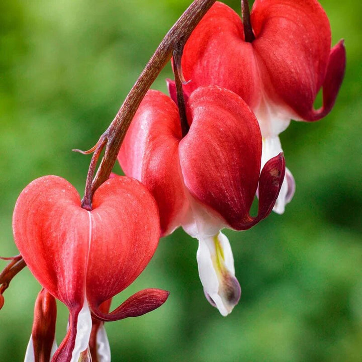 Red Dicentra Spectabilis Flower Seeds – Heirloom Non-GMO High Germination Seeds