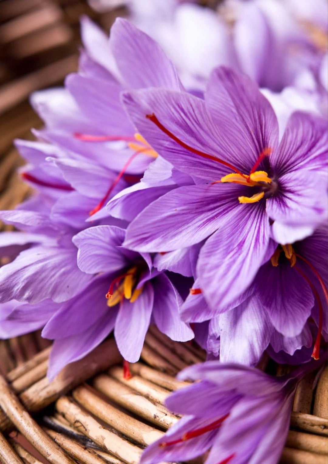 Pale Yellow Saffron Seeds for Planting