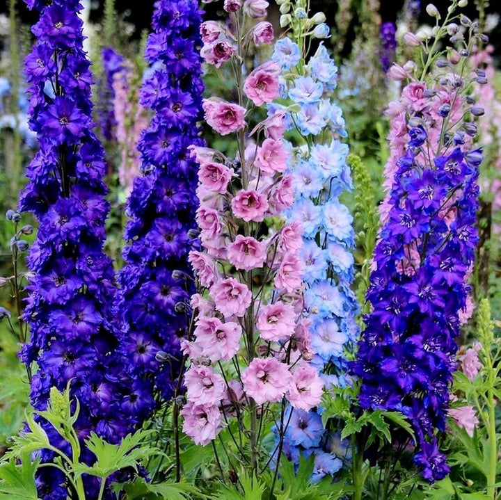 Mixed Delphinium Flower Seeds for Planting – Heirloom Non-GMO High Germination Seeds