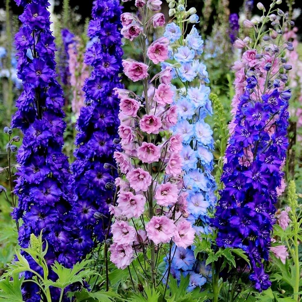 Mix Delphinium Flower Seeds for Planting – Heirloom Non-GMO High Germination Seeds