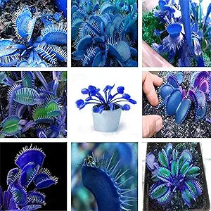 dionaea muscipula flower seeds
