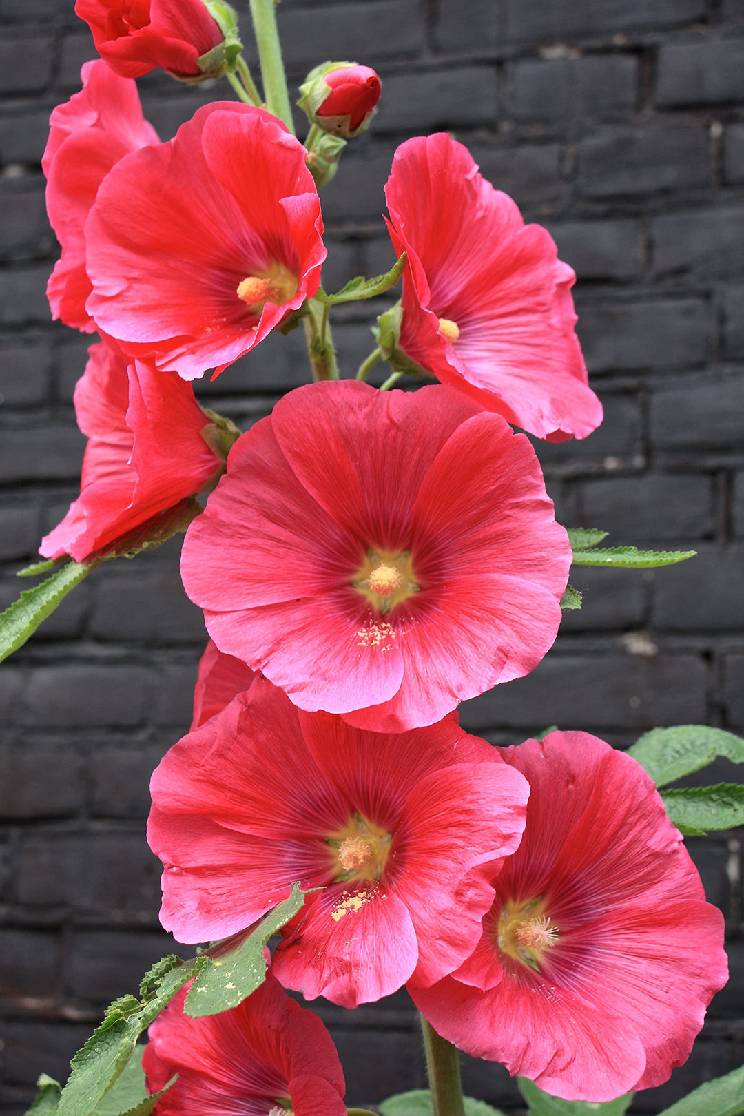 Hollyhock Flower Seeds Red – Heirloom, Non-GMO, High Germination Seeds