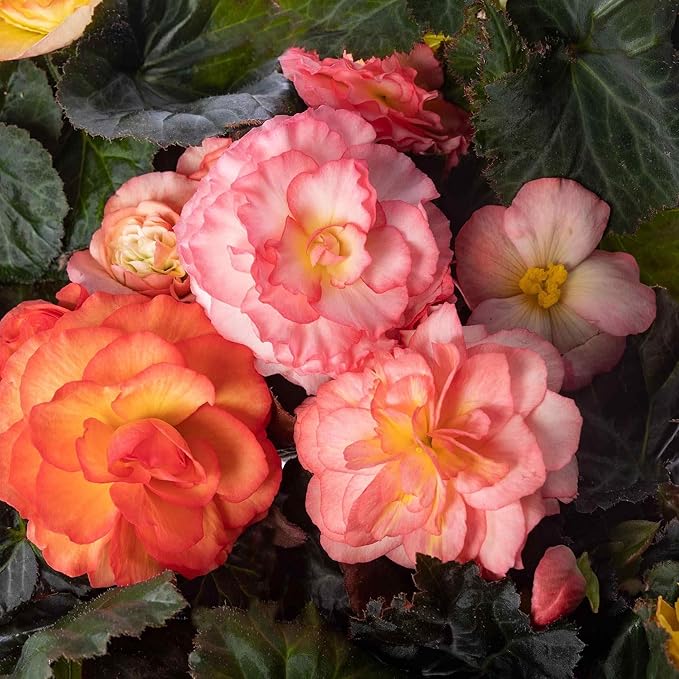begonia mixed flower seeds