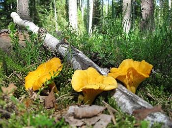 Chanterelle Mushroom Spawn Seeds - Heirloom Non-GMO High Germination Seeds