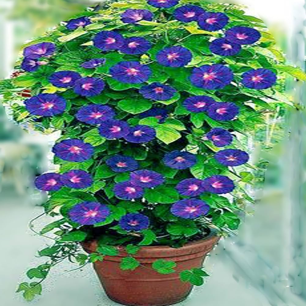 chilean glory flower seeds
