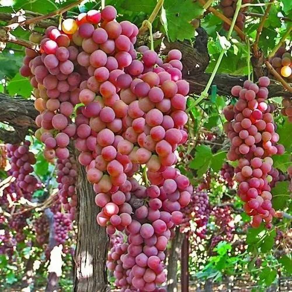 Giant Grapes Seeds for Planting – Heirloom Non-GMO High Germination Organic Garden Seeds