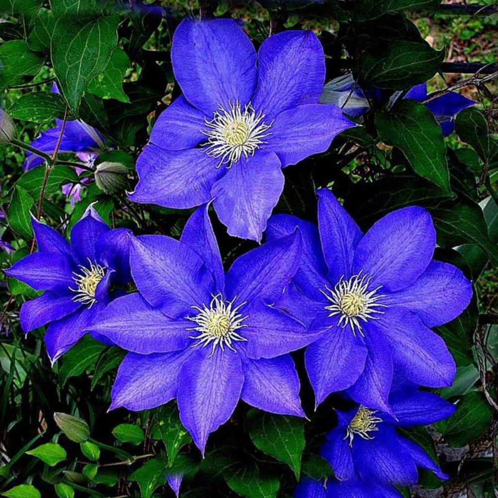 clematis bulbs flower seeds