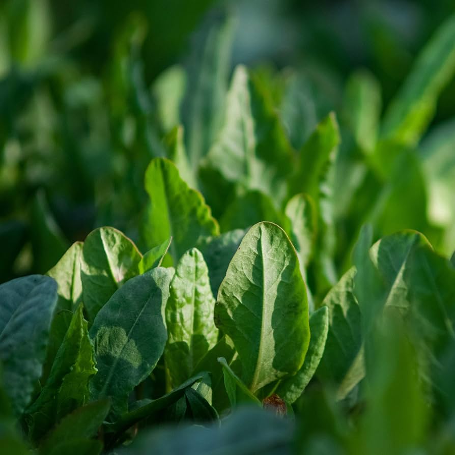 French Sorrel herb seeds