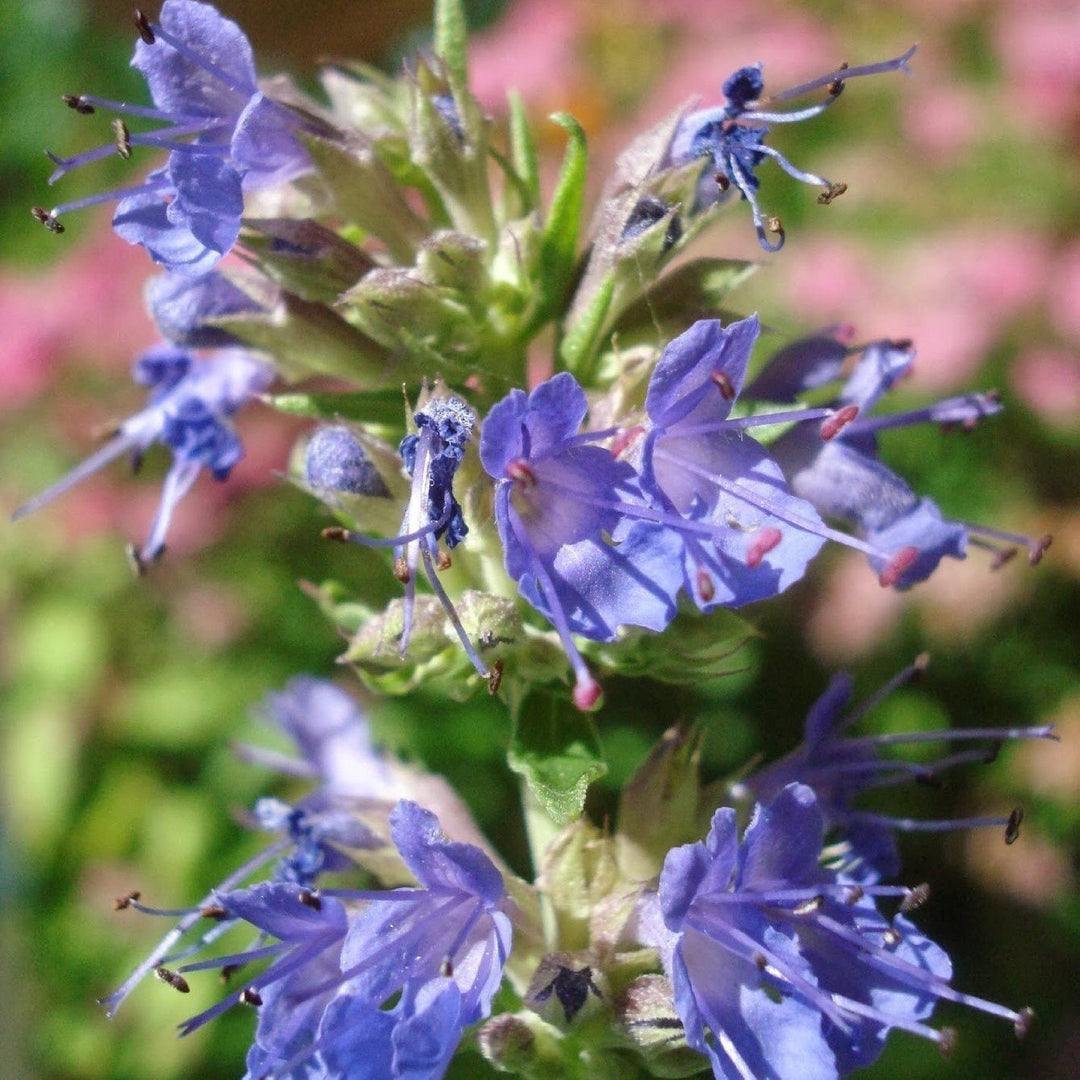 Blue Hyssop herb seeds