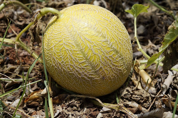 Brown Muskmelon Seeds – Heirloom, Non-GMO, High Germination Organic Garden Seeds